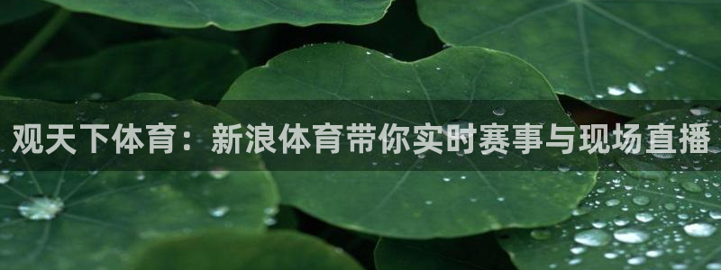 观天下体育：新浪体育带你实时赛事与现场直播